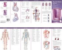 anatomical chart companys illustrated pocket anatomy the