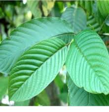 Daun seledri juga bisa sebagai alternatif lainnya yang dapat digunakan sebagai obat asam urat herbal. Facebook