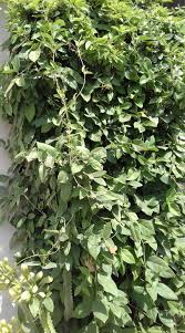 Image result for Tephrosia tanganicensis