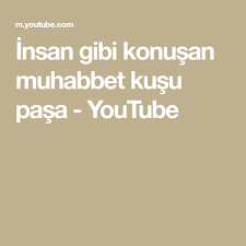 insan gibi konusan muhabbet kusu pasa youtube make it yourself blog