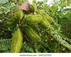 Image result for Guilandina bonduc