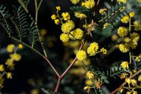 Image result for Acacia nilotica