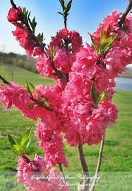 Maybe you would like to learn more about one of these? Pin On Pink Flowers