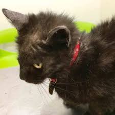 Some conditions cause complete and generalized hair loss while others result in localized and partial alopecia. Overgrooming Over Licking Hair Loss In Cats Walkerville Vet