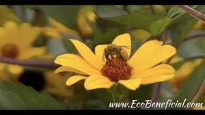 Blackfoot flowers delivered for all occasions that suit all tastes and budgets. Elisabeth C Miller Library Gardening Answers Search Results For Native