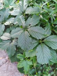 Image result for Parthenocissus