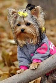 Maybe you would like to learn more about one of these? Beautiful Amazing Photo Video Collection Yorkshireterrier Yorkie Puppy Yorkshire Terrier Yorkshire Terrier Puppies