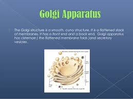 Golgi Apparatus