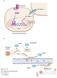 How do you die from secondary bone cancer. Biomolecules Free Full Text Antagonistic Functions Of Connexin 43 During The Development Of Primary Or Secondary Bone Tumors