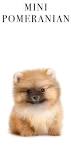 Pomeranian Puppies for Sale | Lancaster Puppies