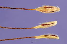 Image result for Andropogon fastigiatus
