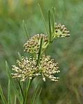 Image result for Asclepias grandirandii