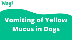 Vomiting Of Yellow Mucus In Dogs Symptoms Causes Diagnosis Treatment Recovery Management Cost