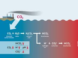 What Is Ocean Acidification Bioacid Biological Impacts Of Ocean Acidification Ocean acidification, caused by the addition of huge amounts of carbon dioxide to the marine environment, is a problem that has come to the fore relatively recently. biological impacts of ocean acidification