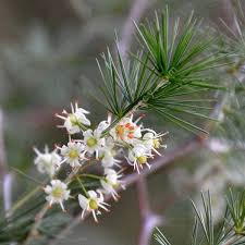 Image result for Asparagus laricinus