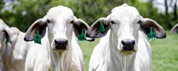 The brahman breed originated from bos indicus cattle originally brought from india. Brahman