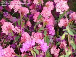 Plantfiles Pictures Clarkia Garland Flower Mountain Garland Clarkia Unguiculata By Alicewho California Native Plants California Colors Flowers