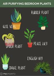 Ideal for your bedroom, this plant is unique in its ability to release oxygen at night. 6 Air Purifying Plants For Your Bedroom Myproperty