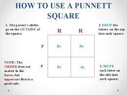 Phelan, in brenner's encyclopedia of genetics (second edition), 2013. T T Tt T Genetics Punnett Square T