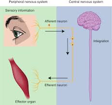 The cns is responsible for the control of thought processes, movement, and provides sensation central nervous system (cns) definition. 12 1 Structure And Function Of The Nervous System Anatomy Physiology