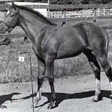 Baby Big Red Secretariat Beautiful Horses Thoroughbred Horse Racing Thoroughbred Horse