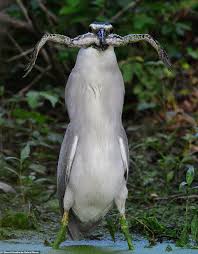 Bite Off More Than You Can Chew Gif Heron Bites Off More Than It Can Chew As It Swallows Frog Whole Heron Bird Photo Animals