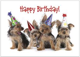 We have pet cards for happy birthday, thank you, holidays and more. Party Dogs Birthday Card Pet Theme Birthday Cards Posty Cards