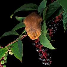 Check spelling or type a new query. Bats In Homes Buildings Bat Conservation International