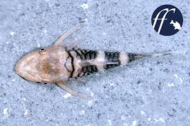 Also known by robocop catfish. Bookazine No9 Erschienen Mit Miniaturharnischwelsen Nannoptopoma Aqualog De