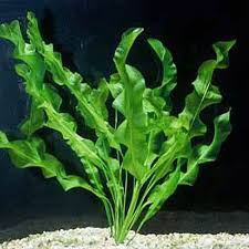 Aponogeton Ulvaceus Aquarium Plants Bulb Arizona Aquatic Gardens Vernacular names edit wikidata 'category:aponogeton' linked to current category edit wikidata 'aponogeton' main topic of 'category:aponogeton'. aponogeton ulvaceus aquarium plants bulb