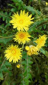 Image result for Sonchus friesii