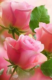 Plants Wallpaper Lights 67 Ideas Beautiful Rose Flowers Beautiful Flowers Love Flowers