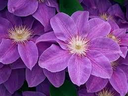 Check spelling or type a new query. Clematis Rhs Gardening