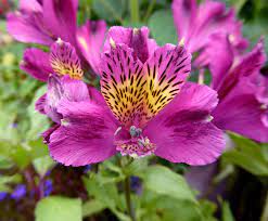Specializing In Rare And Unusual Annual And Perennial Plants Including Cottage Garden Heirlooms And Hard To Find Ca In 2020 Alstroemeria Lily Seeds Flowers Perennials