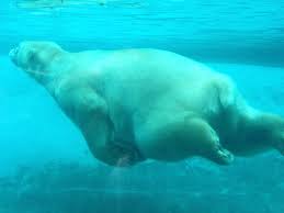 Последние твиты от zoo de la flèche (@zoodelafleche). Ours Polaire Zoo De La Fleche Mars 2013 Ijsbeer