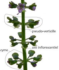 Image result for Ocimum urundense
