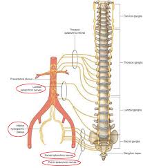 Muscle anatomy is again well seen, including iliopsoas muscle, gluteus maximus muscle, and obturator internus muscle (arrowhead). Module 5 Pelvis Imaging