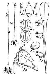 Image result for Utricularia arenaria