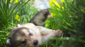 Sleepy pets video compilation 2016. Cute Sleepy Malamute Puppies In The Green Grass Slow Motion Video By C Samuraisunshine Stock Footage 106770556