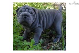 Shar Pei Puppies For Sale Very Cute Dogs Shar Pei Puppies Puppies