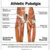 Start studying medial thigh muscles (groin). 1