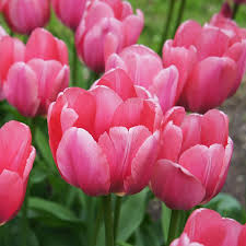 The most comprehensive perennial flower gardening guide. Red Impression Tulip Bulb 20 Pack Pure Bright Red Perennial Tulip Bulbs Red Flowers Bulbs Gardening