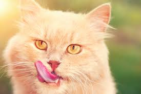 To treat a spider bite, you'll usually be able to treat it like any other bug bite. Do Bug Eating Cats Bite Off More Than They Can Chew Dr Marty Becker