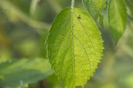 Image result for Tragia shirensis