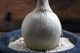 Image result for Pyrenacantha kirkii