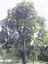 Image result for Pouteria altissima