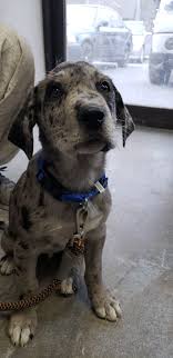 The catahoula puppies will learn social skills and learn the play bite. My Boss Brought His 8 Week Old Puppy Into Work Today And Melted All Of Our Hearts Aww