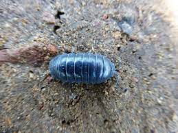 This name is due to the fact that the pill bug can roll up into a tight ball when disturbed. Pill Woodlouse Encyclopedia Of Life