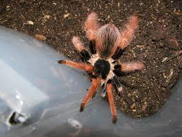 A giant and beautiful species from colombia, this spider is a sight to behold as an adult, often attaining a diagonal legspan of up to 8 inches. Kolumbianische Rotbein Vogelspinne Wikipedia
