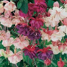 1 Gallon Multicolor Fuchsia In Planter L6592 Lowes Com Dry Shade Plants Winter Plants Fall Plants